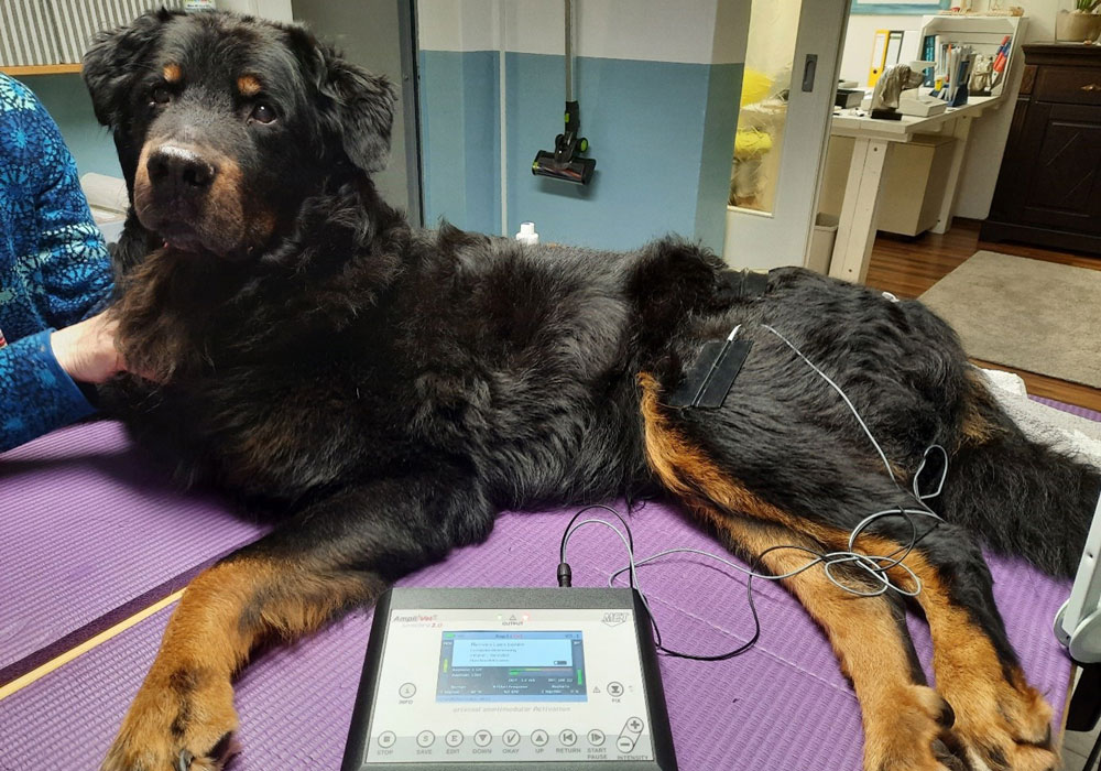 Stromtherapie in der Hundephysiotherapie