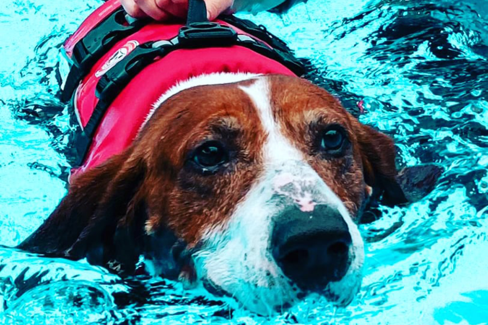 Therapeutisches Schwimmen | Hundephysio in Rotenburg (Wümme)